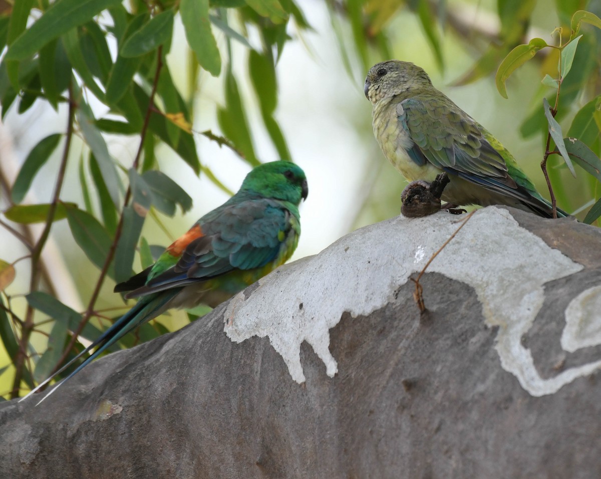 Red-rumped Parrot - ML134556041