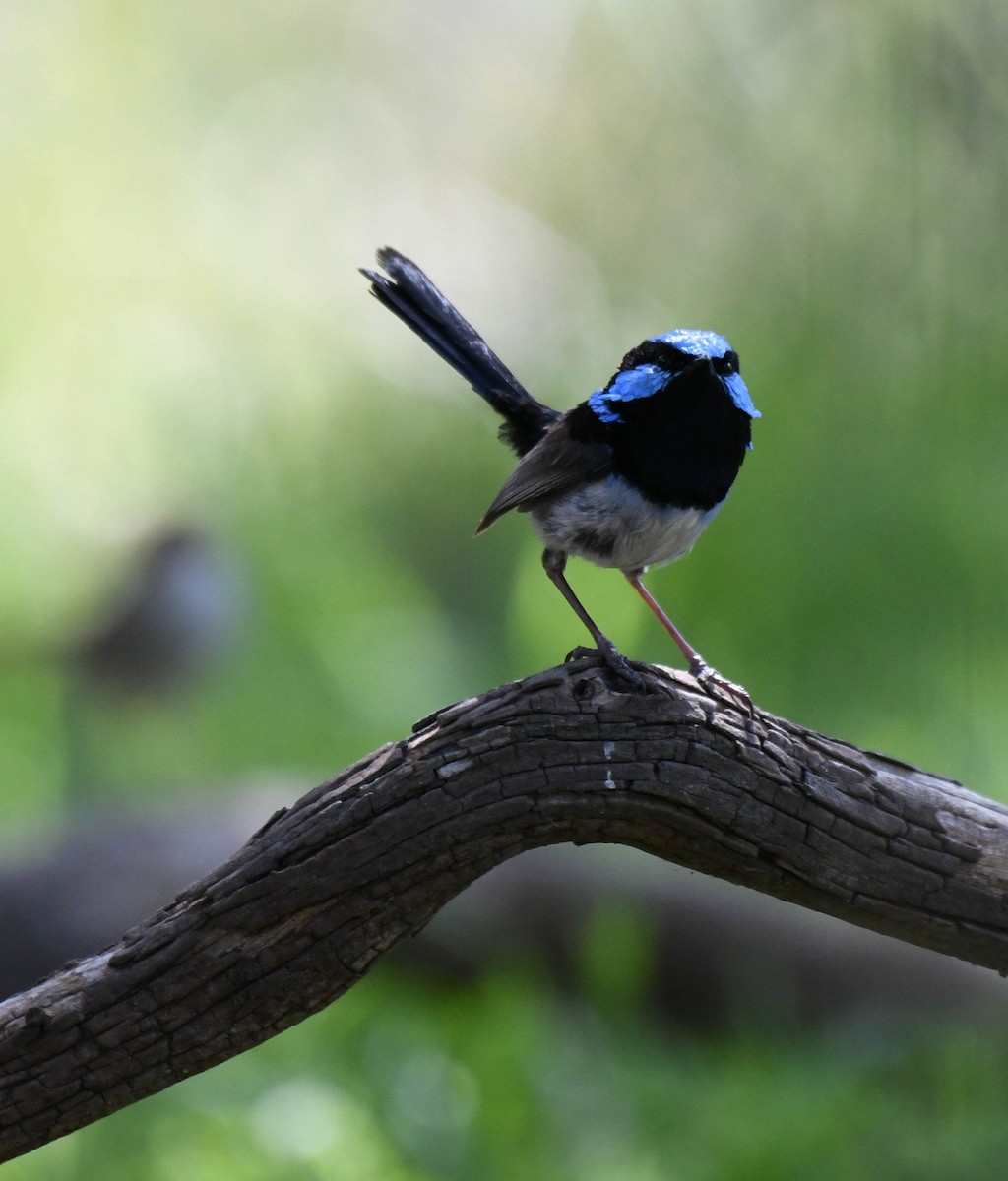 Superb Fairywren - ML134556061