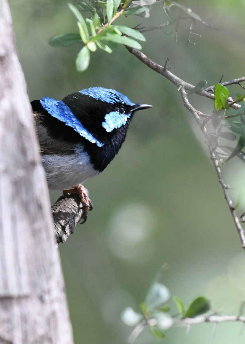 Superb Fairywren - ML134556071