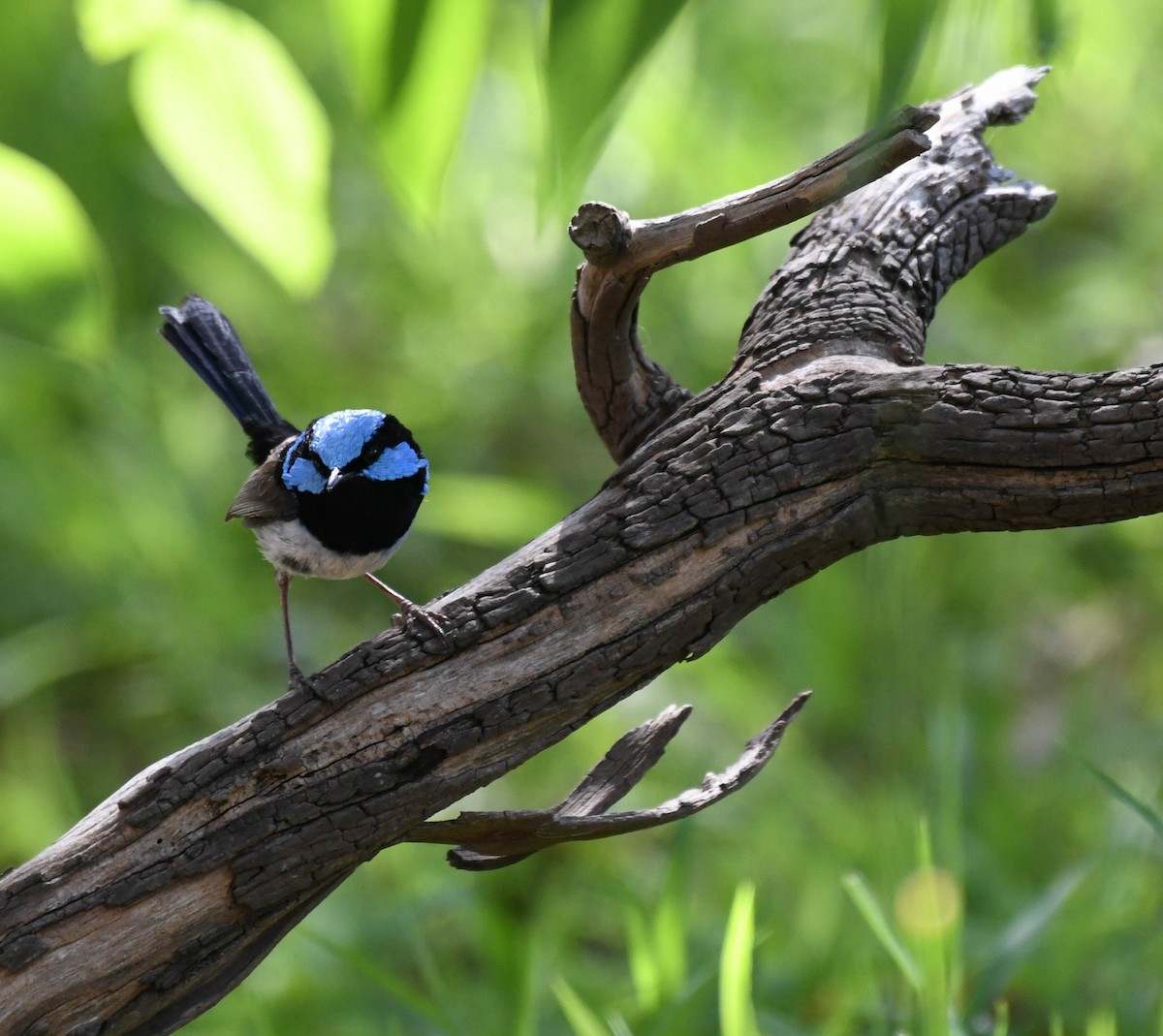 Superb Fairywren - ML134556081