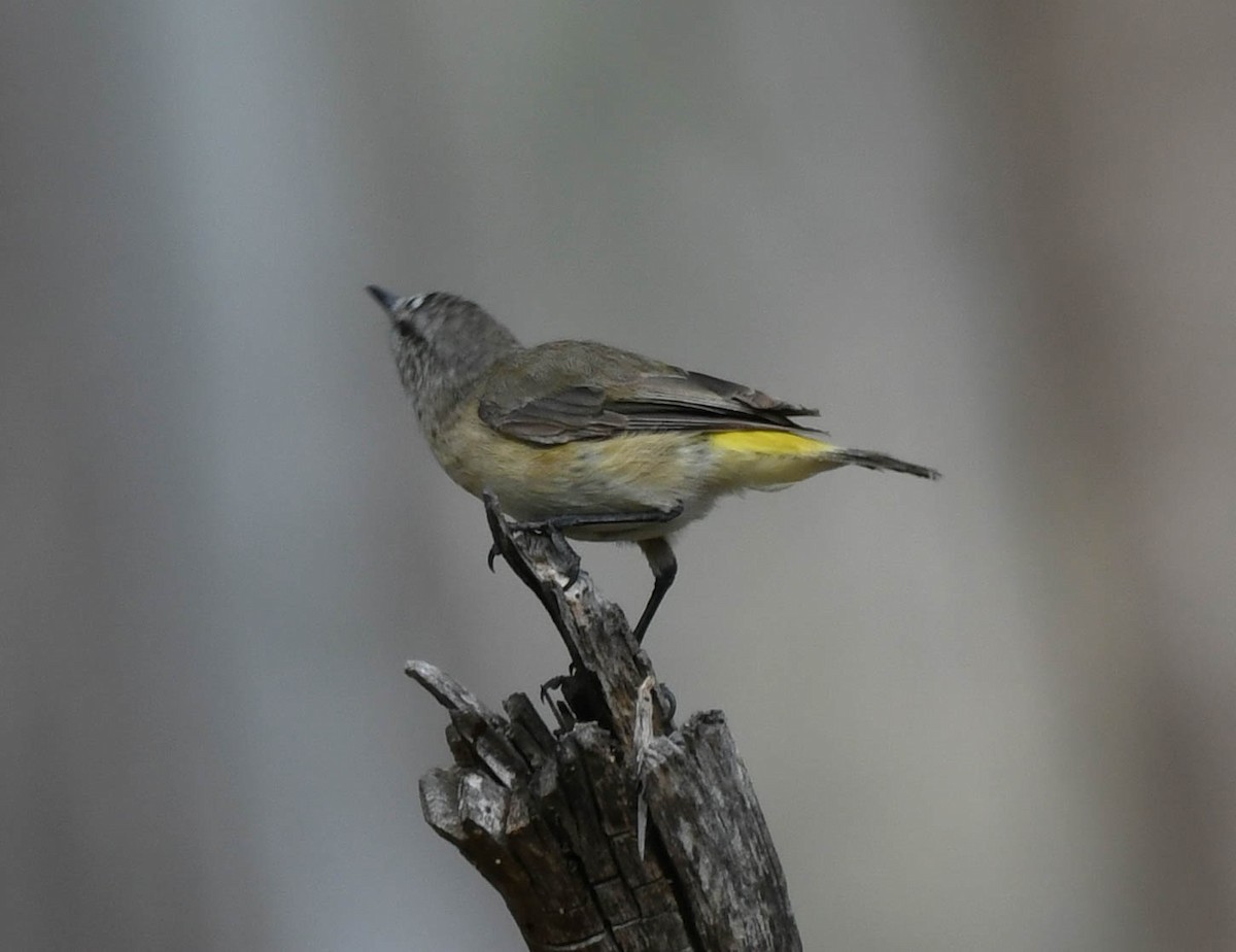 Yellow-rumped Thornbill - ML134556151