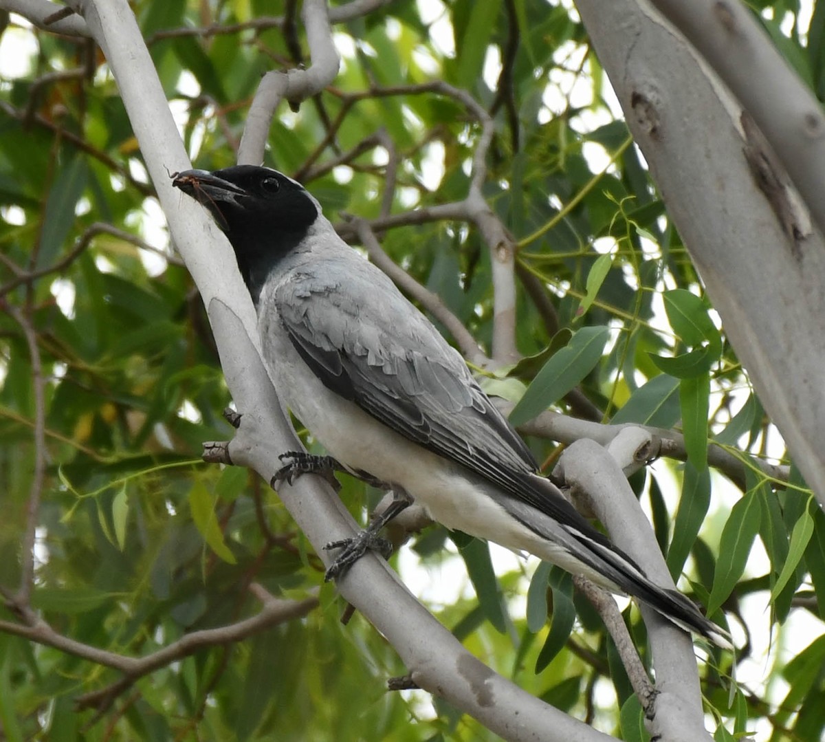 Black-faced Cuckooshrike - ML134556191