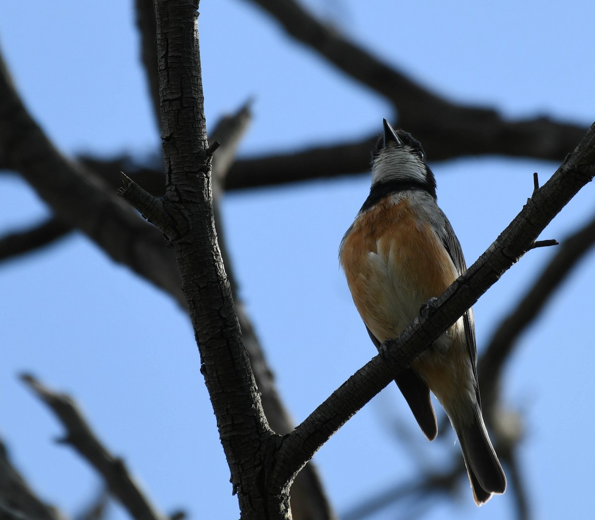 Rufous Whistler - ML134556221