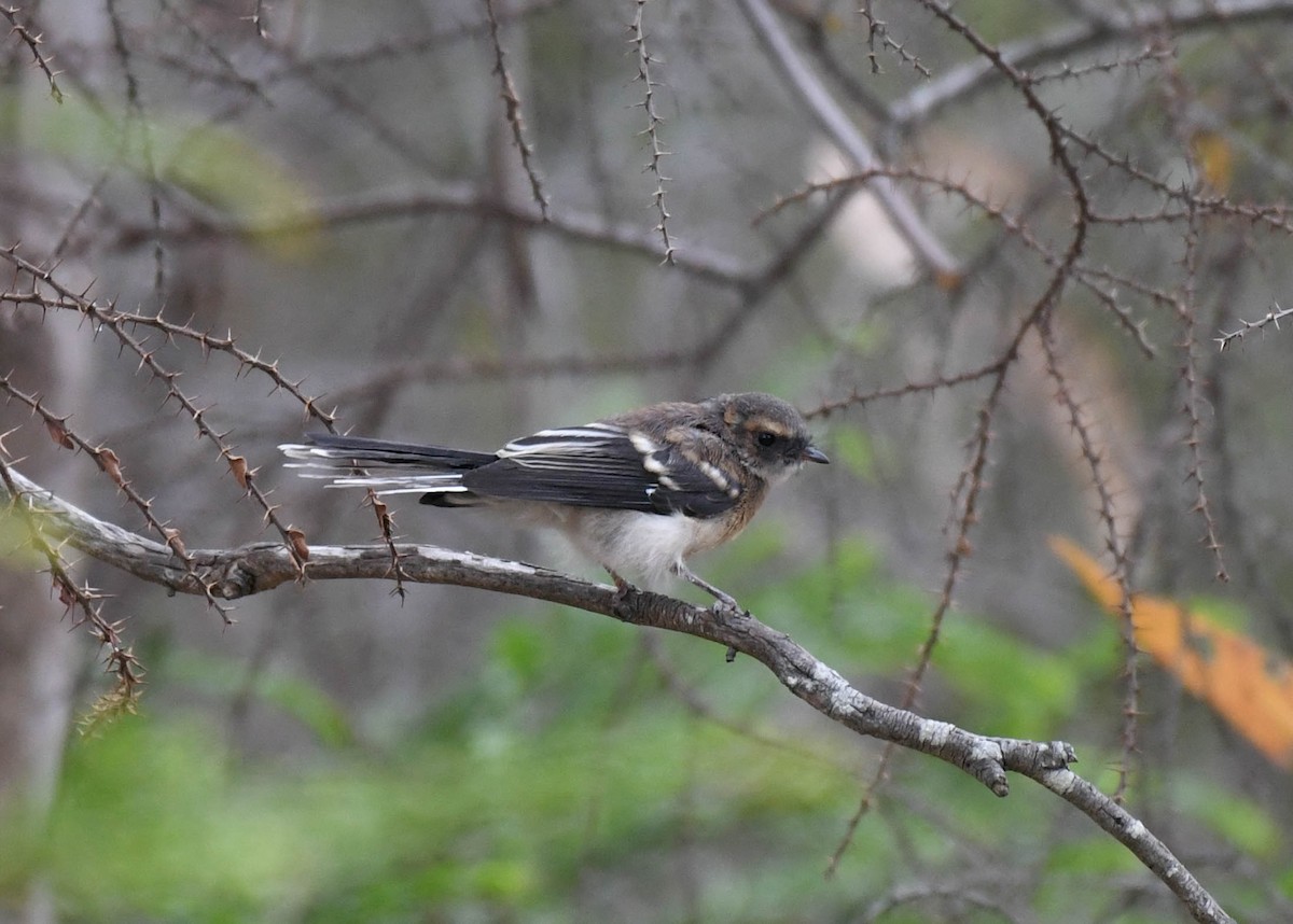 Gray Fantail - ML134556251