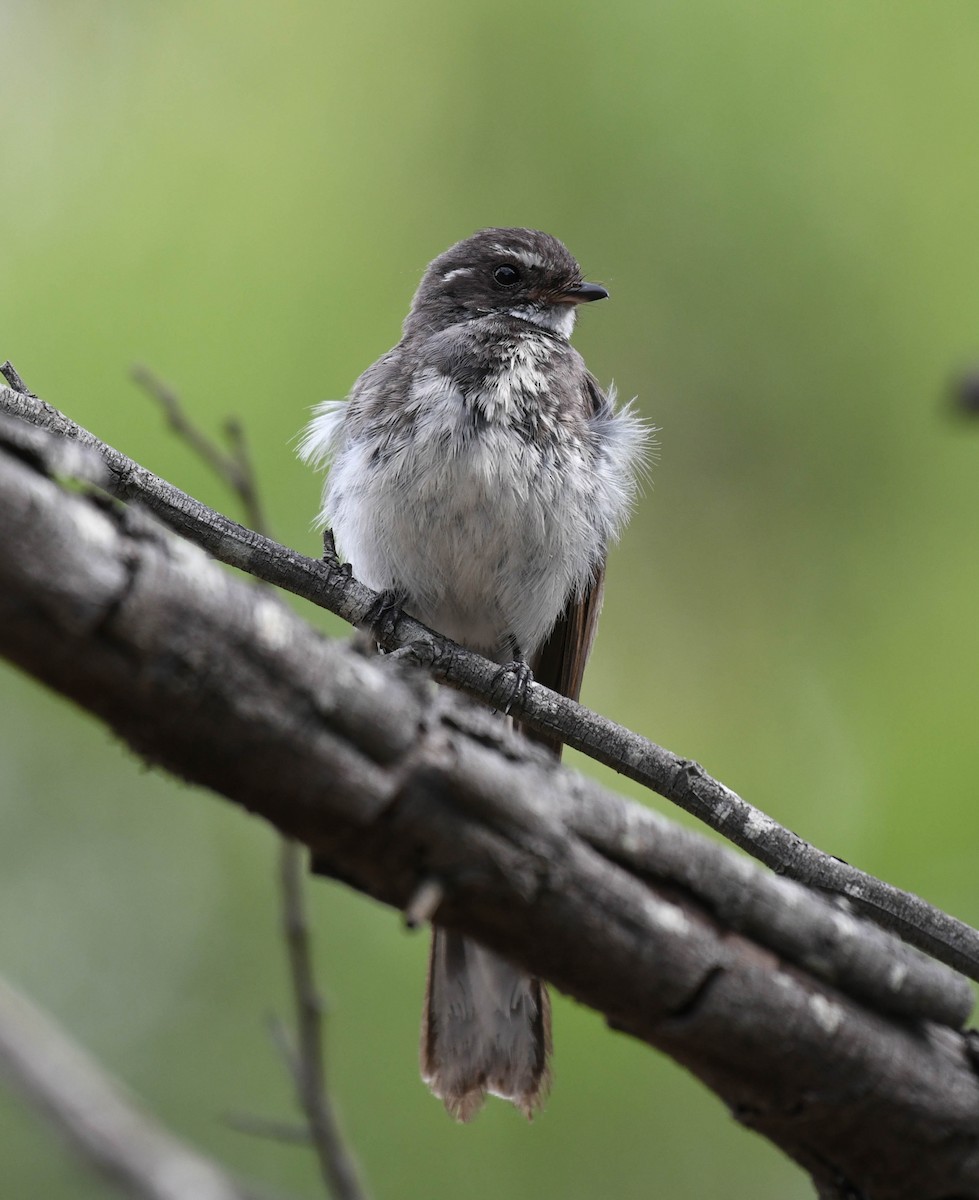 Gray Fantail - ML134556261