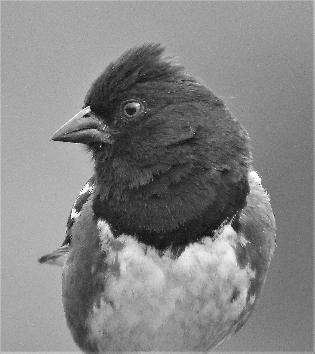 Spotted Towhee - ML134556461