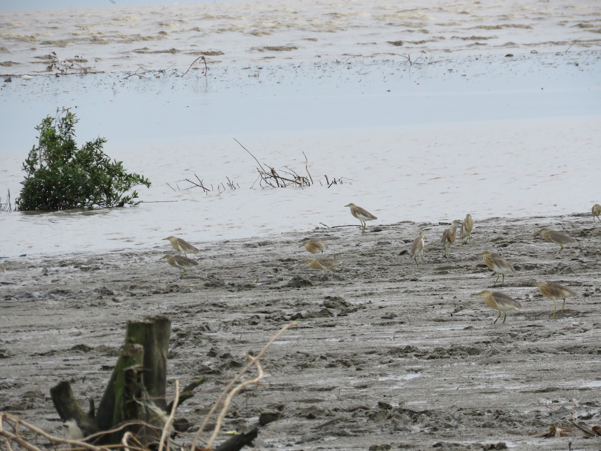 pond-heron sp. - ML134556501