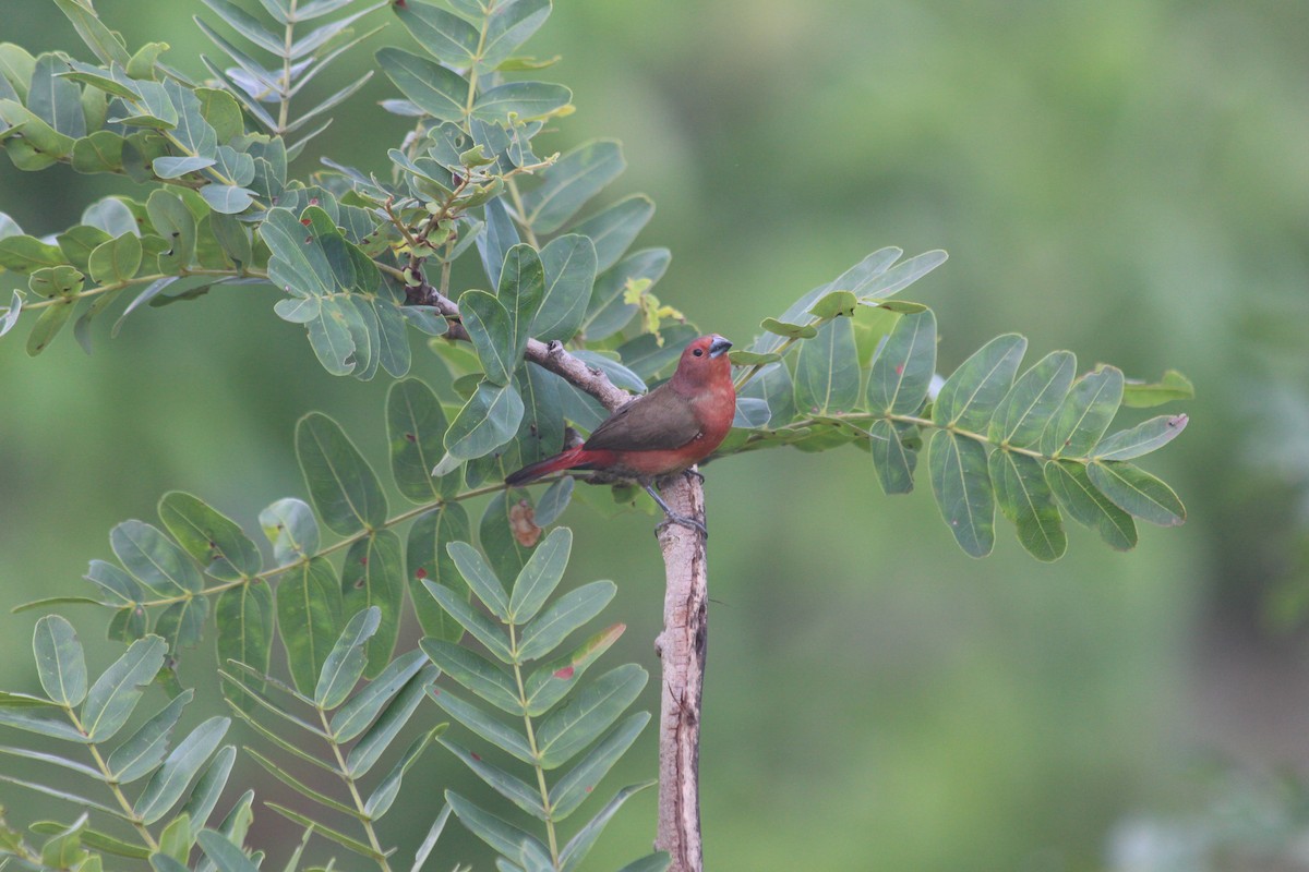 African Firefinch - ML134556611