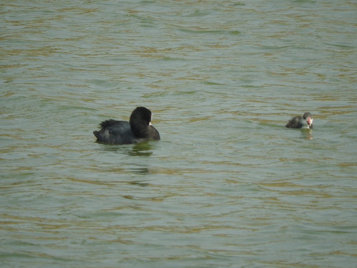 Eurasian Coot - ML134557151