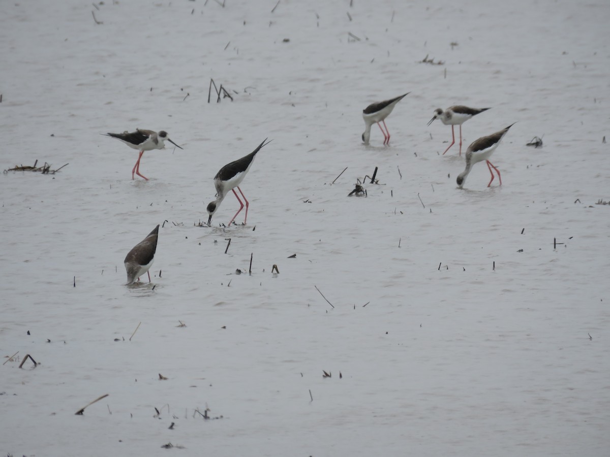 Black-winged Stilt - ML134557321