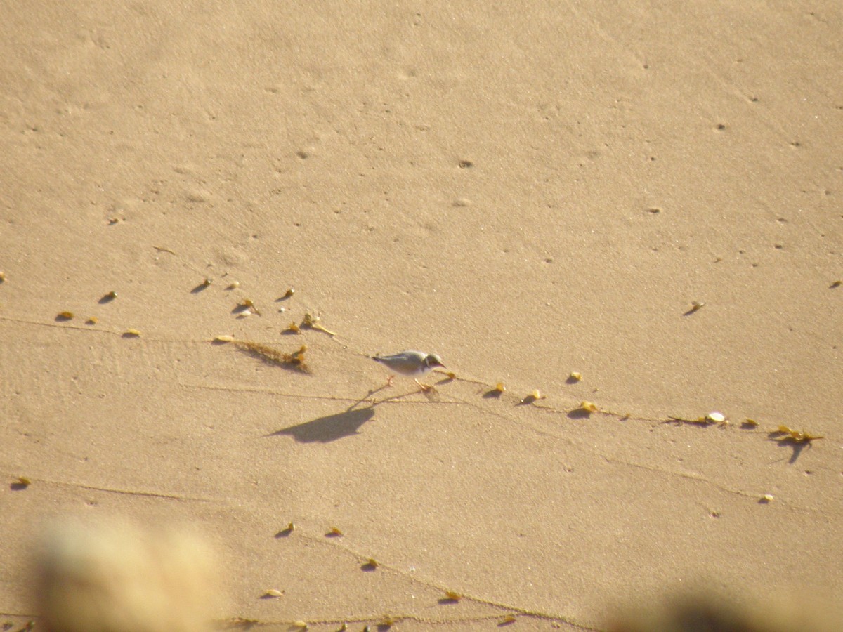 Hooded Plover - ML134558601