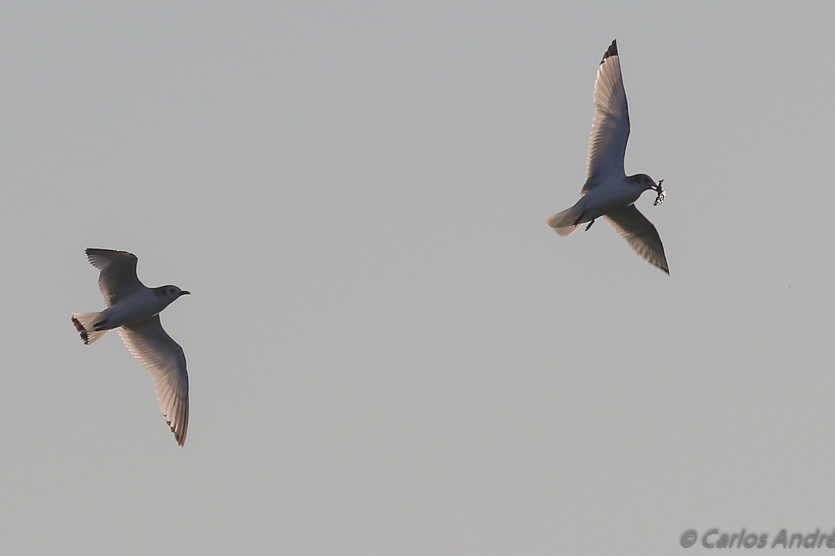 Black-legged Kittiwake - ML134559071
