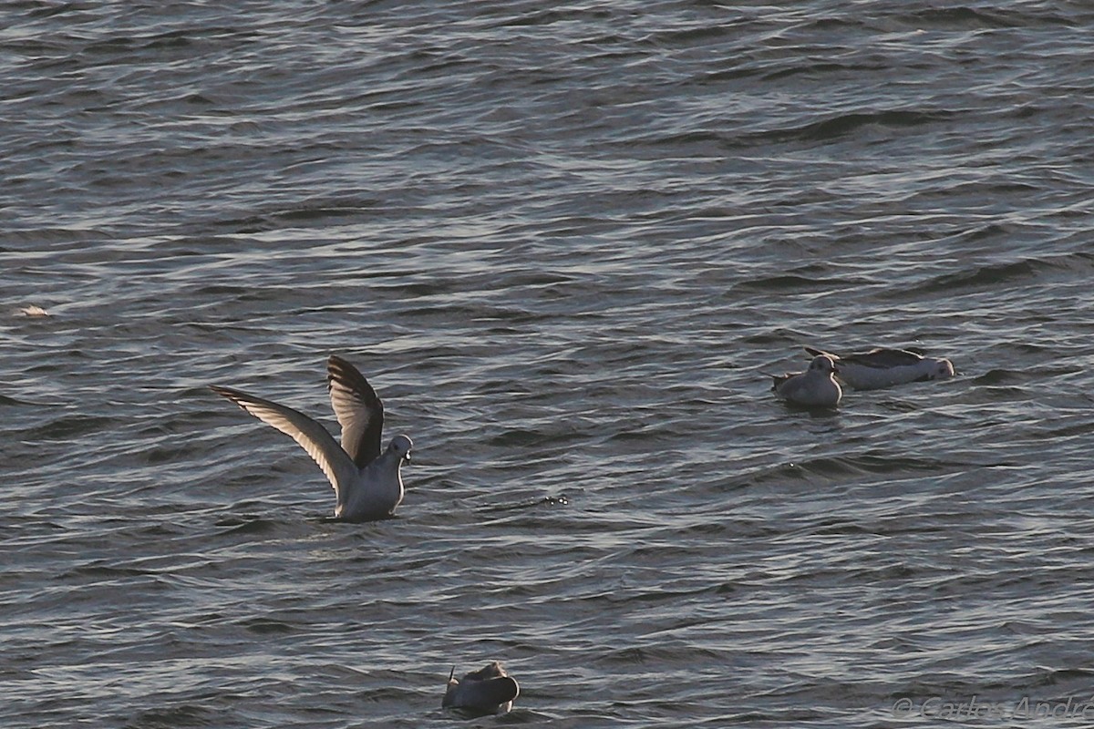 Black-legged Kittiwake - ML134559081