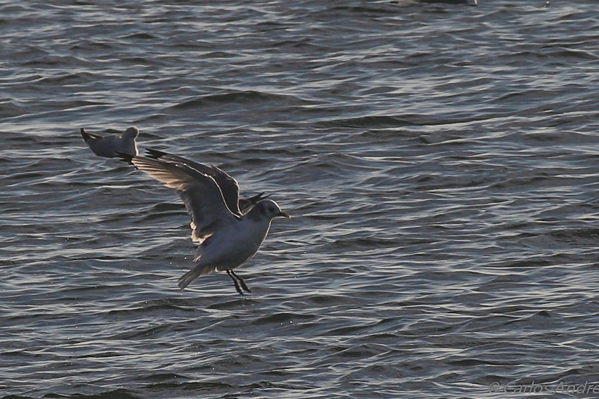 Black-legged Kittiwake - ML134559101