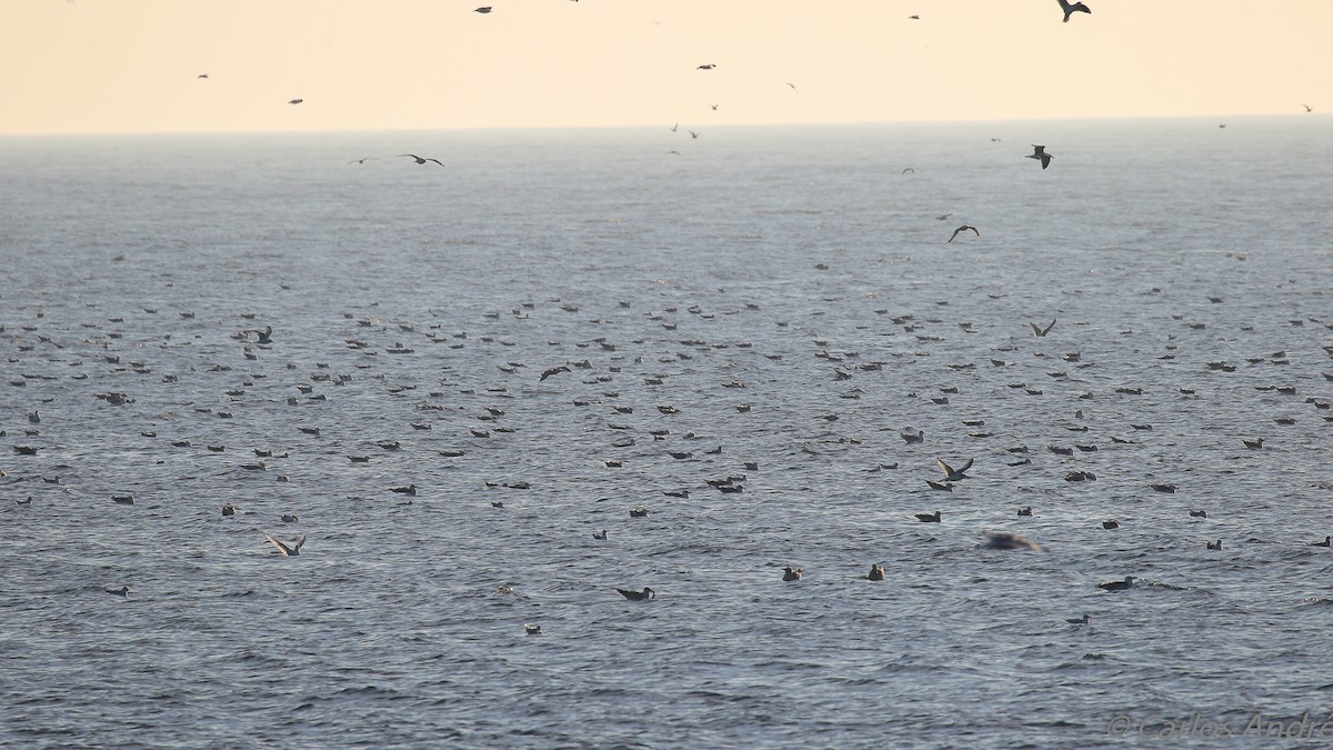 Black-legged Kittiwake - ML134559121