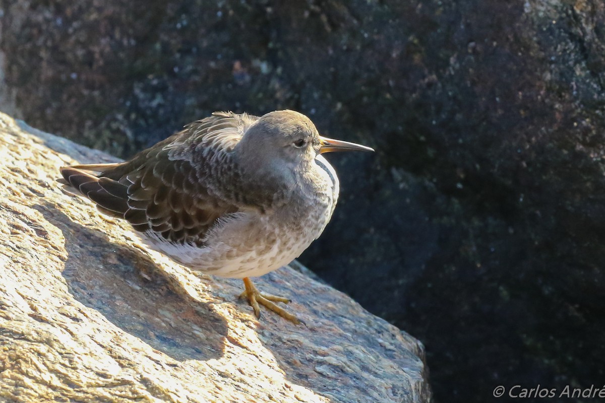 Purple Sandpiper - ML134559281