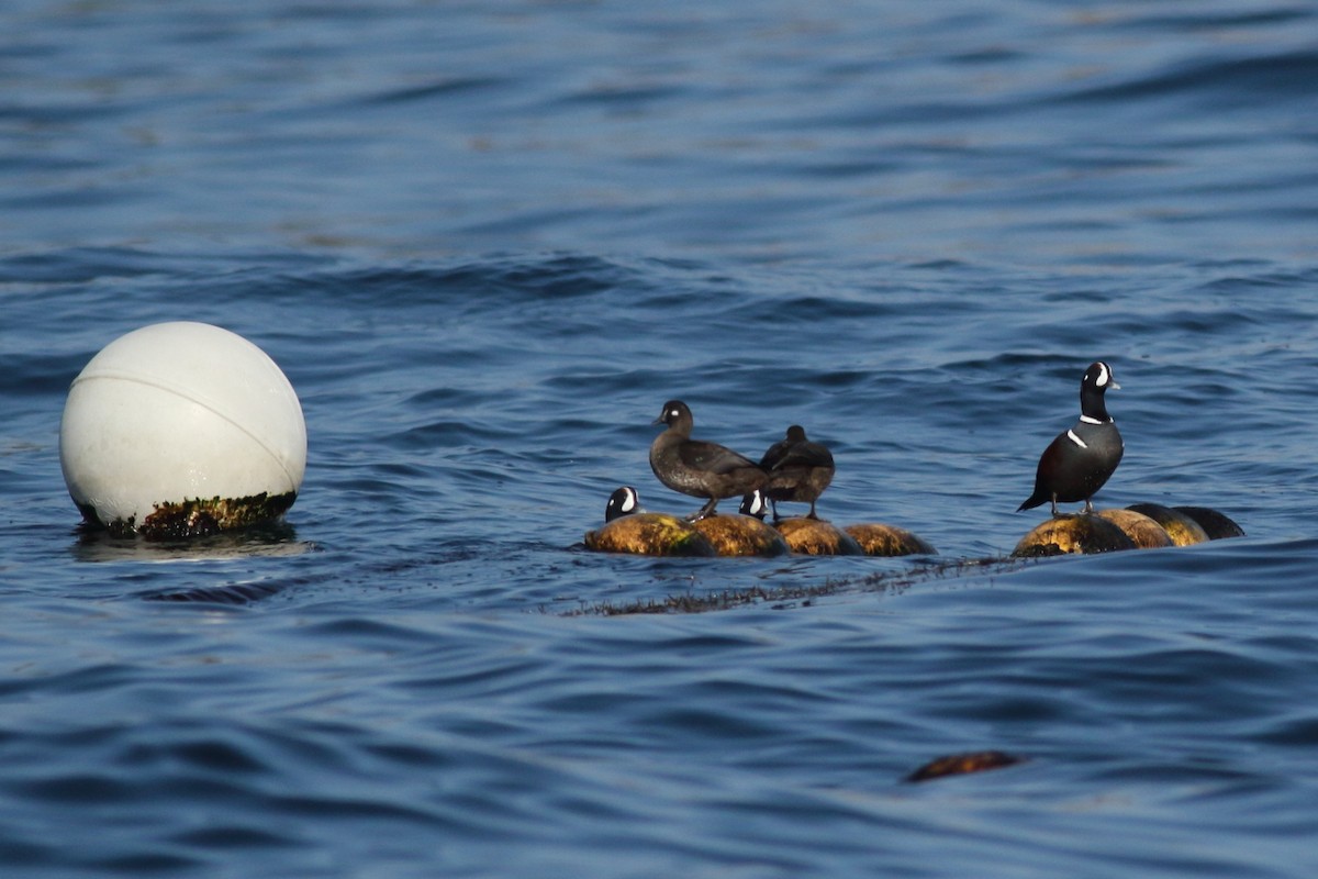 Harlequin Duck - ML134560041