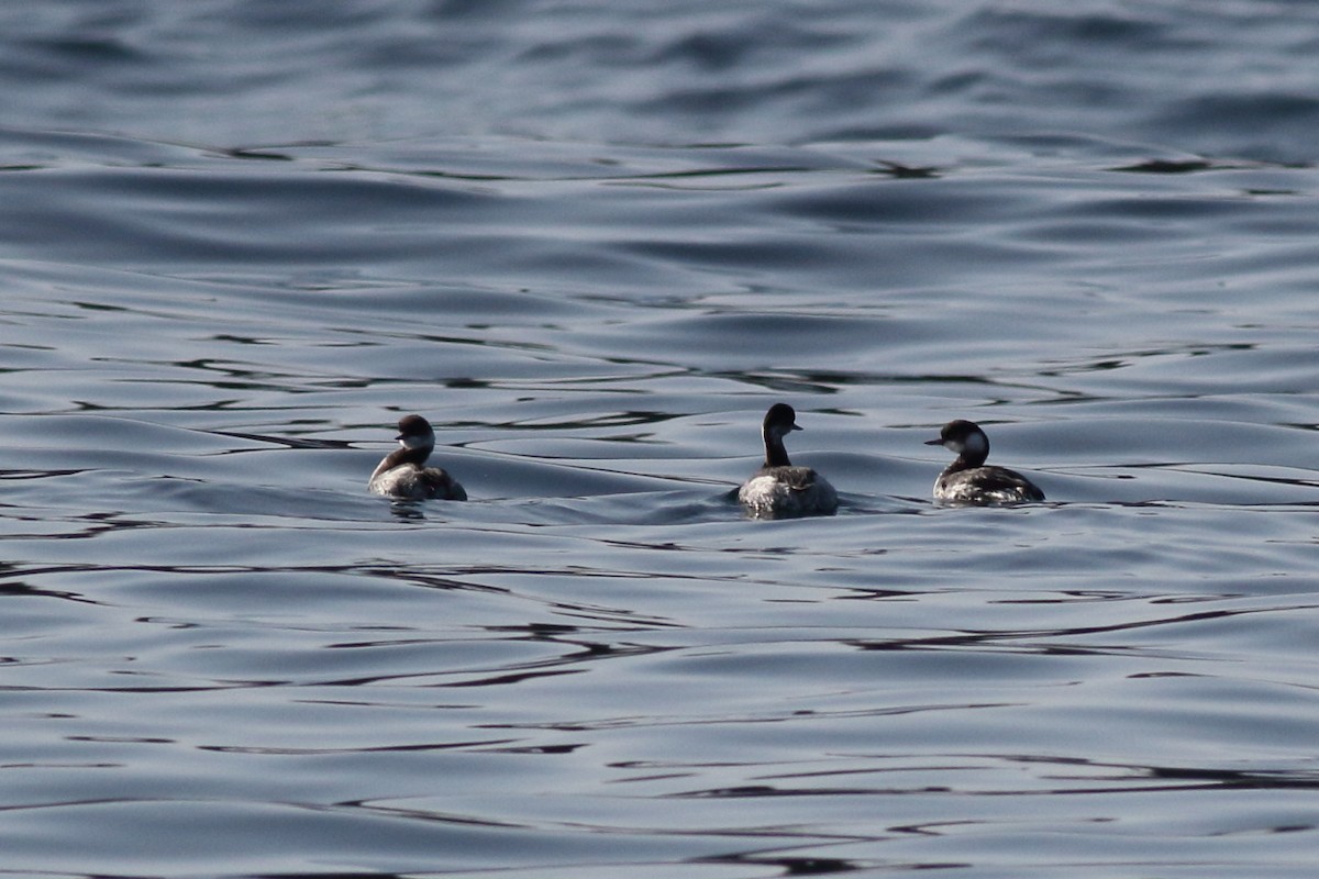 Eared Grebe - ML134560051