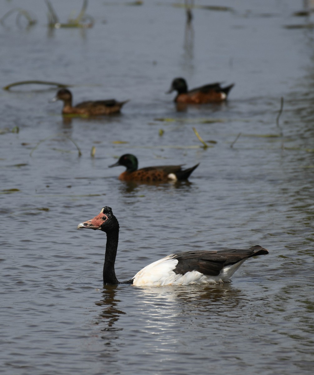 Magpie Goose - ML134560091