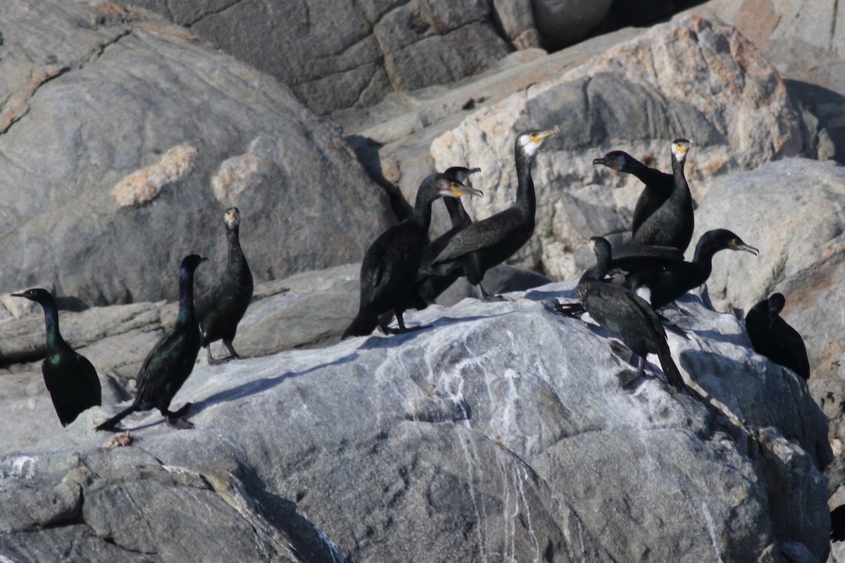 Japanese Cormorant - ML134560201