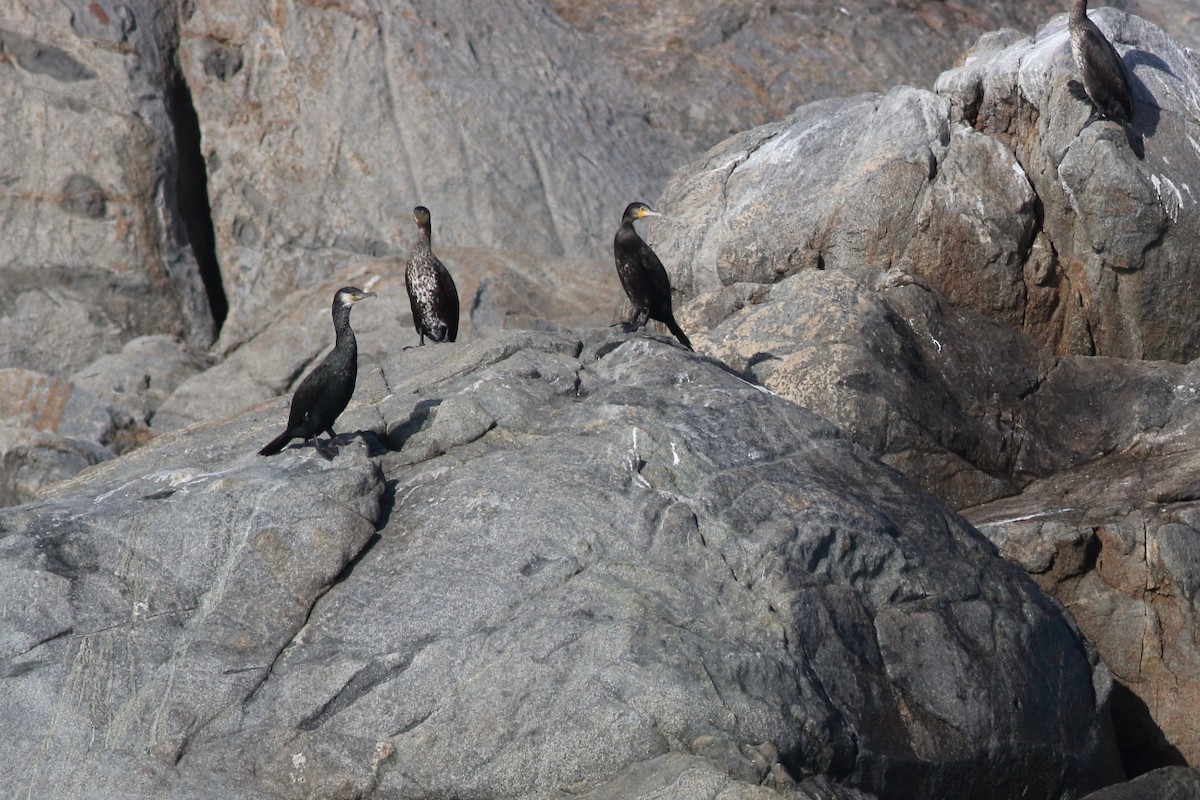 Japanese Cormorant - ML134560211