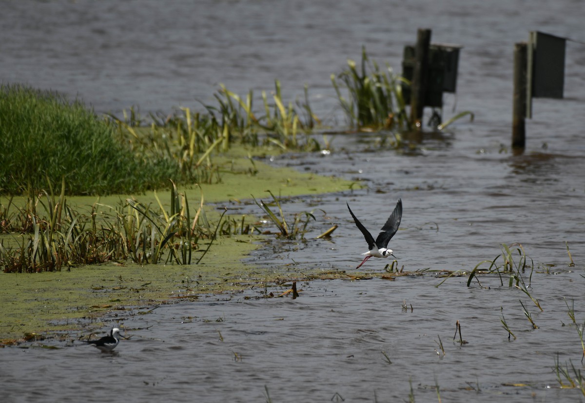 Pied Stilt - ML134560221