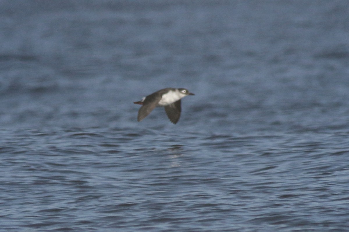 Spectacled Guillemot - ML134560411