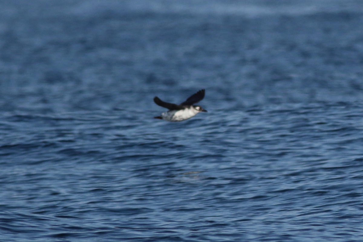 Spectacled Guillemot - ML134560421