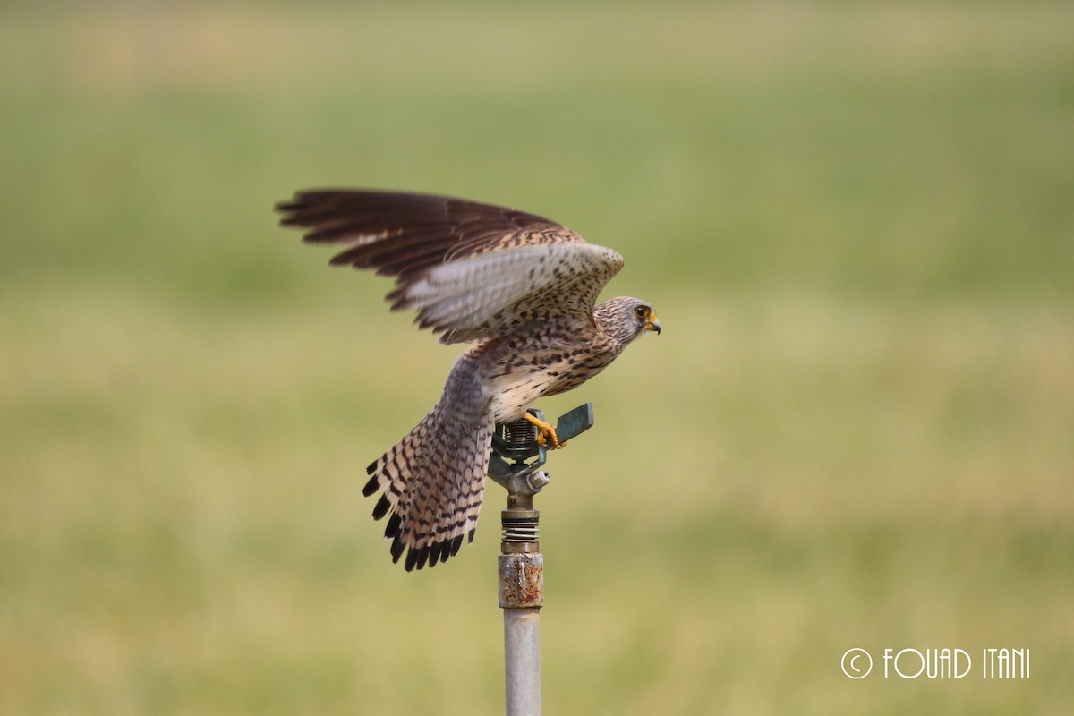 Lesser Kestrel - ML134560431