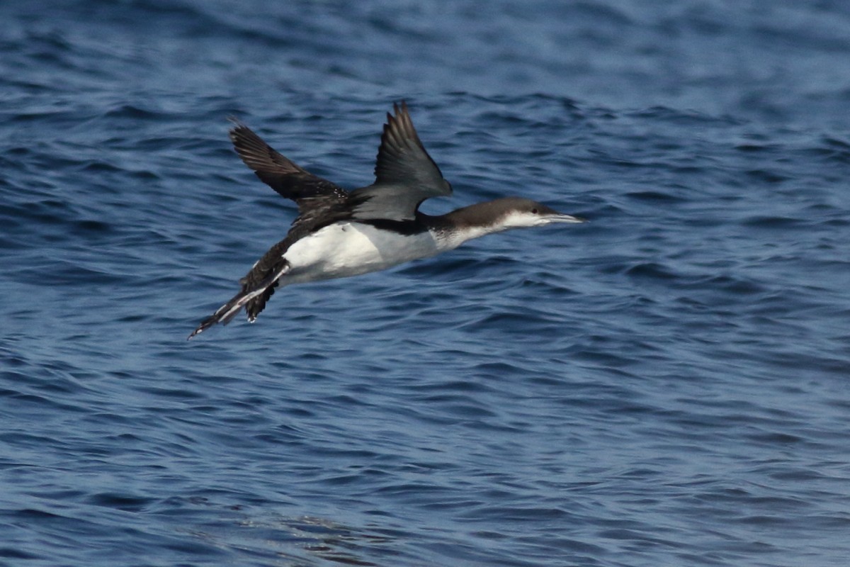 Arctic Loon - ML134560471