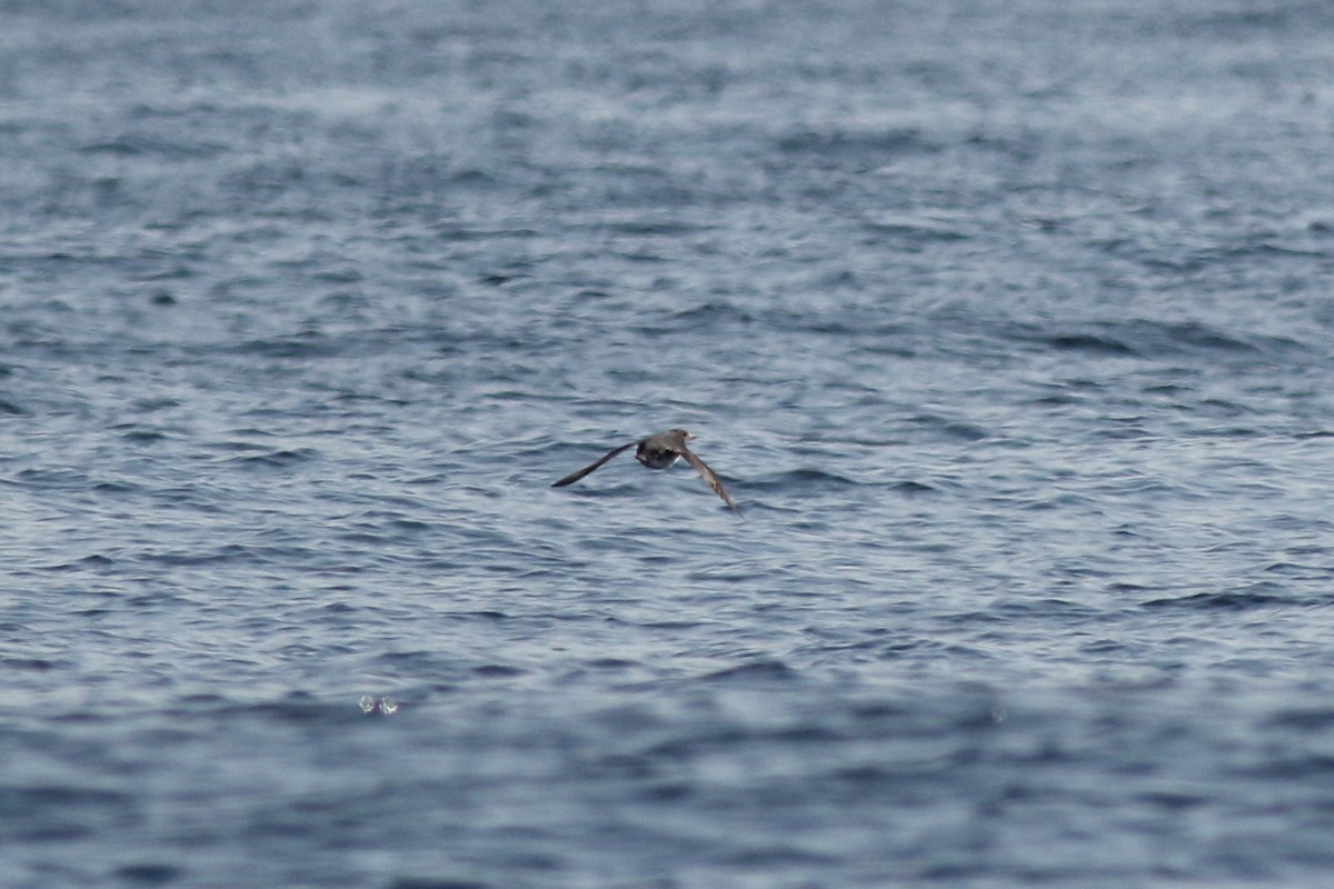 Common Murre - ML134560491