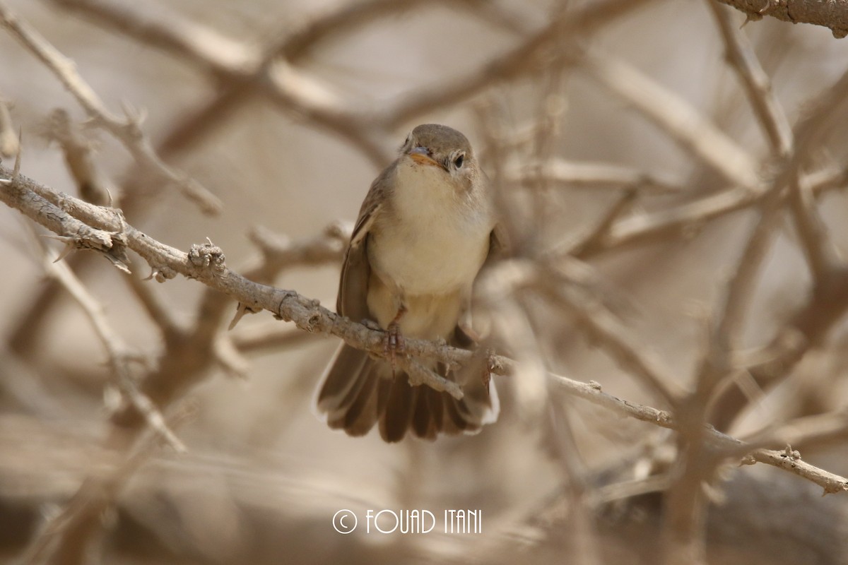 Upcher's Warbler - ML134560511