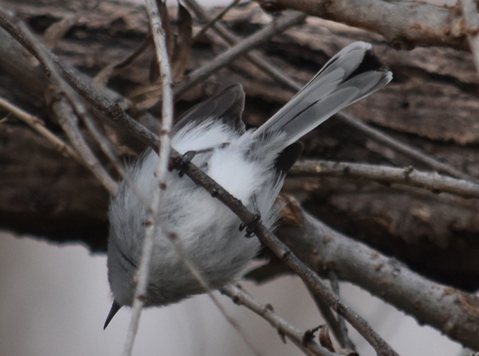 Perlita Capirotada - ML134560661