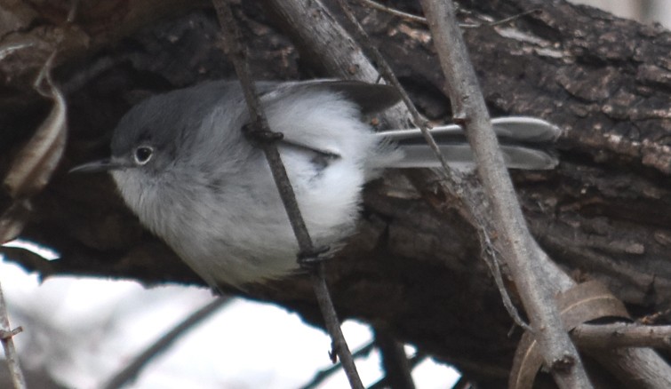 Perlita Capirotada - ML134560671