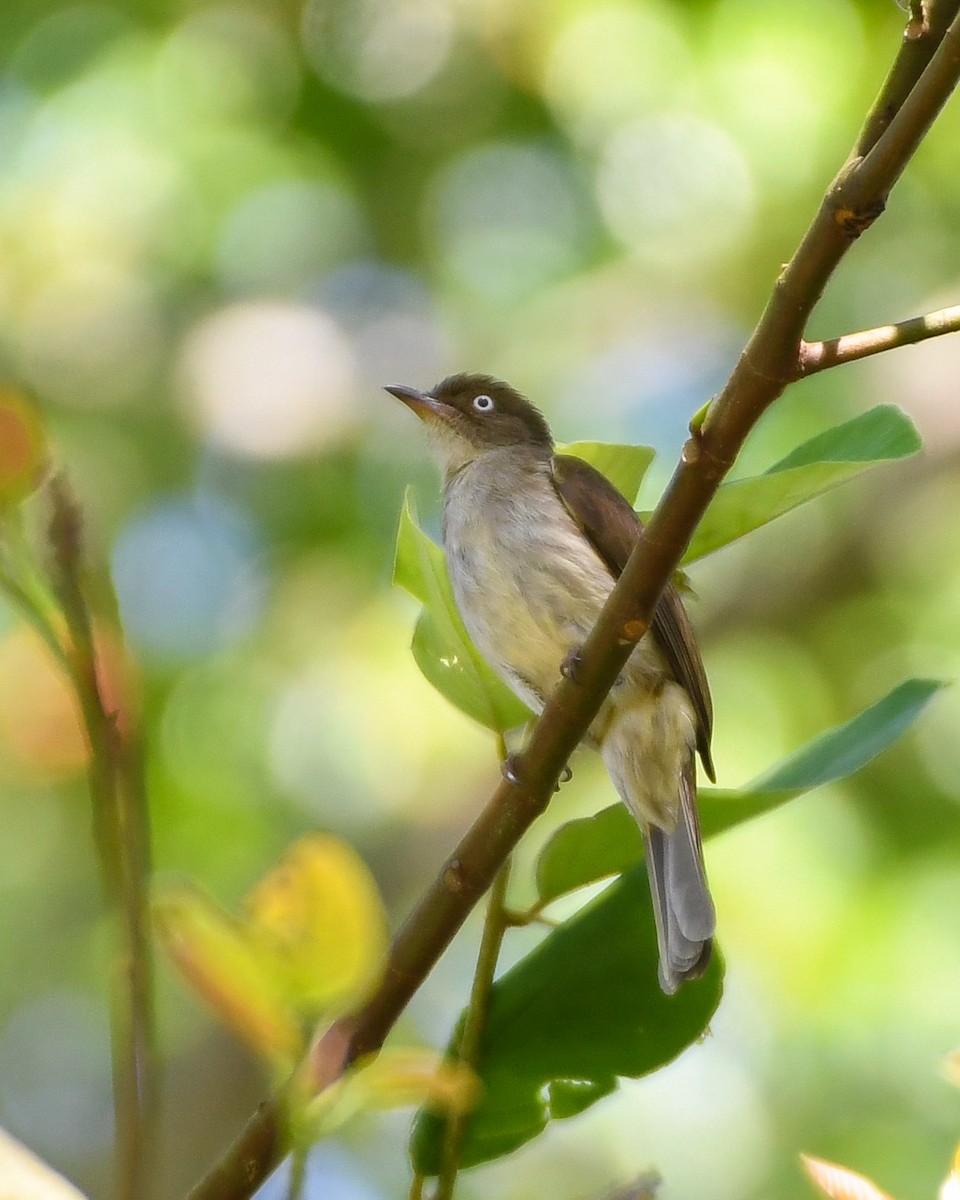 Bulbul Ojiblanco - ML134560771