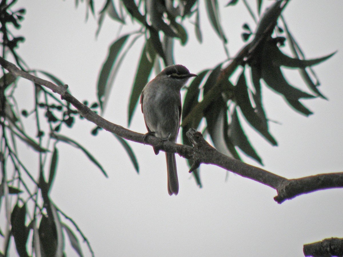 Yellow-faced Honeyeater - ML134560931