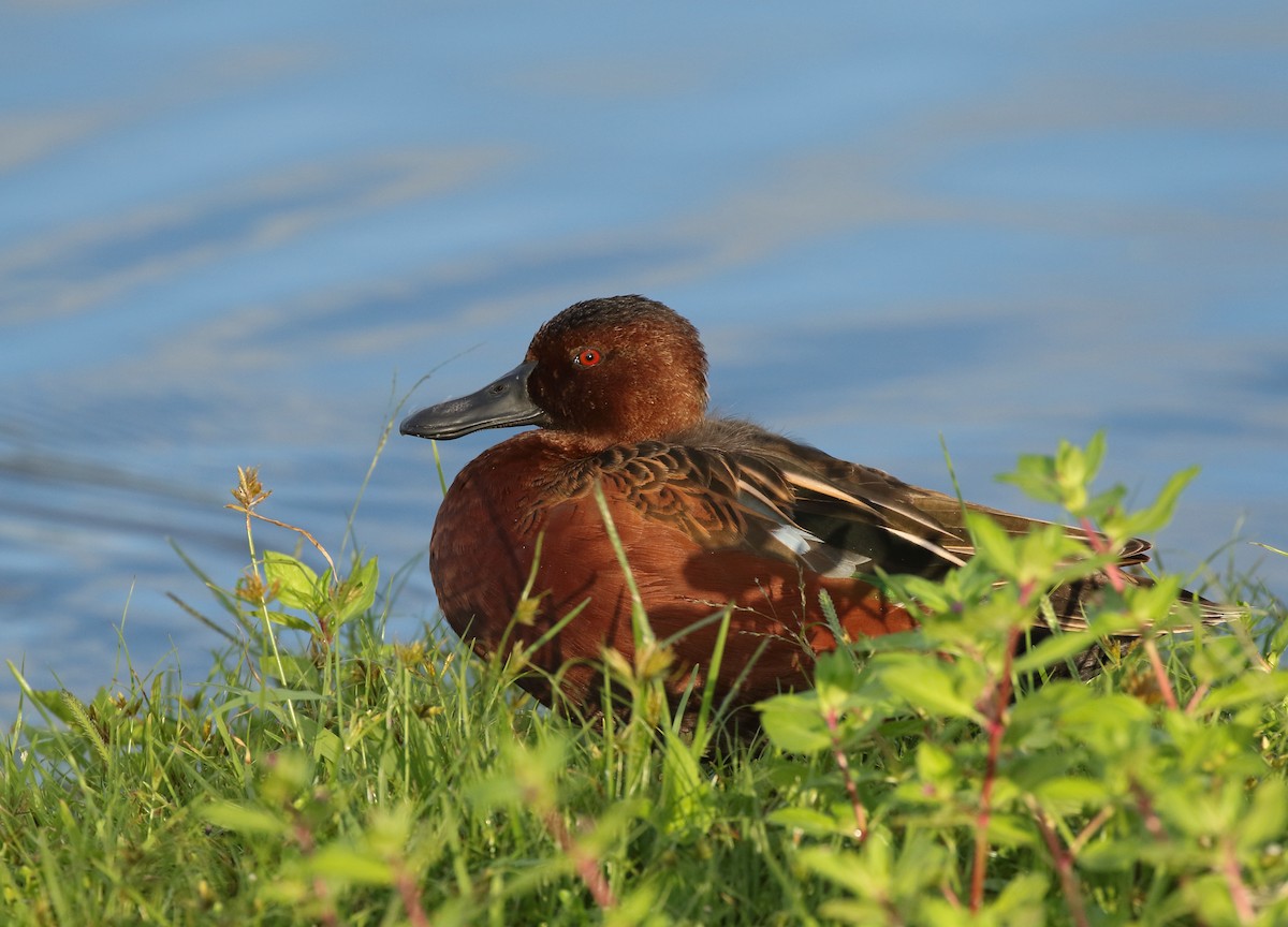 Cinnamon Teal - ML134562161