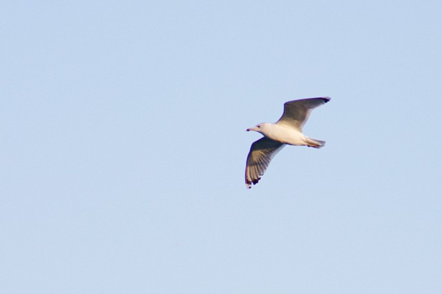 Caspian Gull - ML134562171