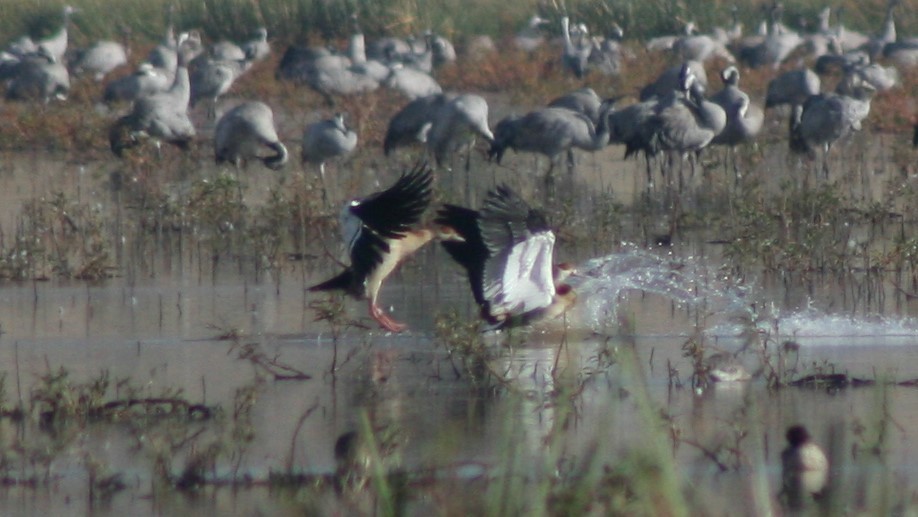 Egyptian Goose - ML134562381