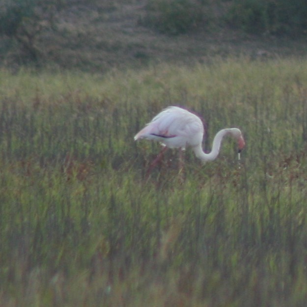 Greater Flamingo - Daniel Abbott