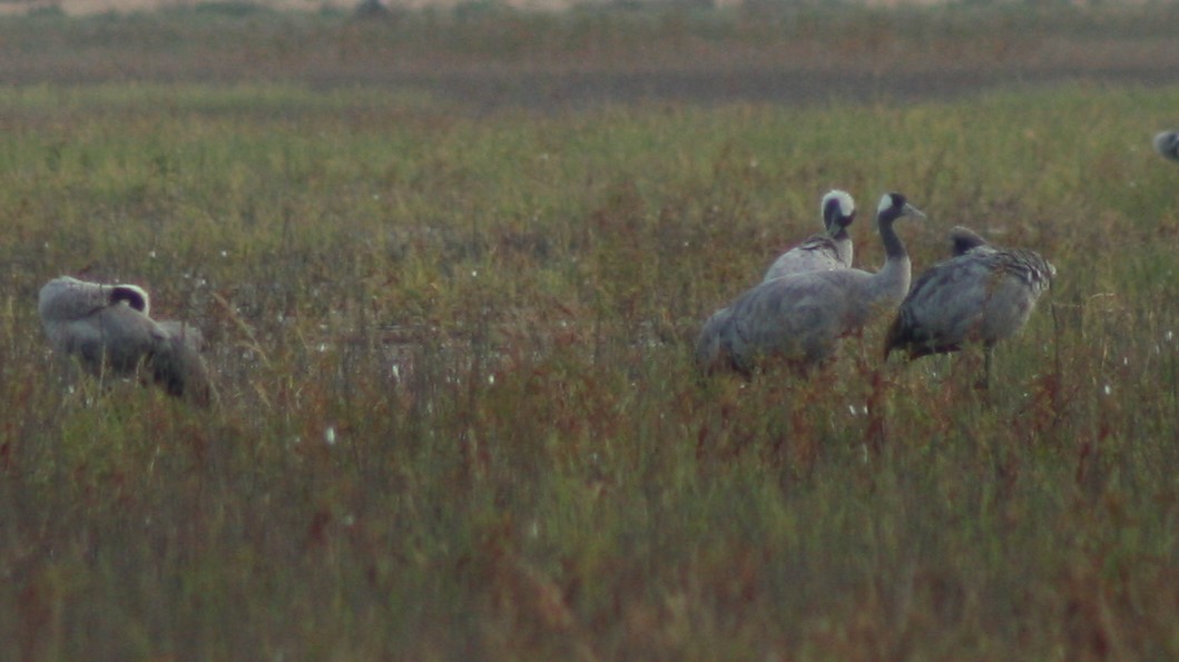 Grulla Común - ML134562421