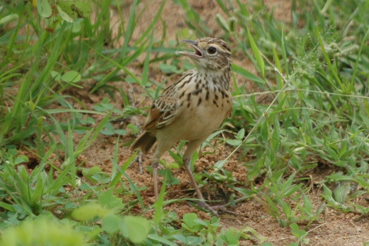 Jerdon's Bushlark - Cathy Pasterczyk