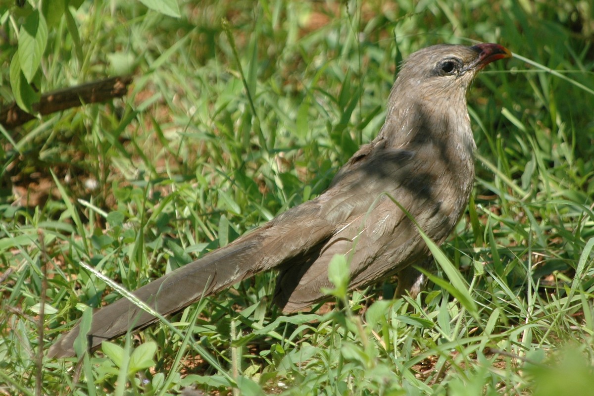 Sirkeer Malkoha - ML134562571