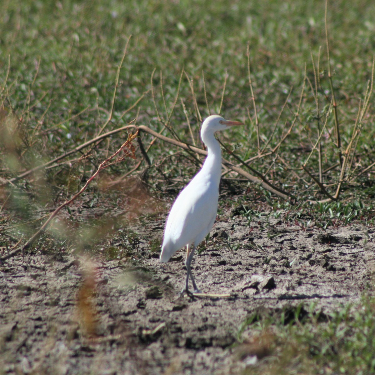 Western Cattle Egret - ML134562581