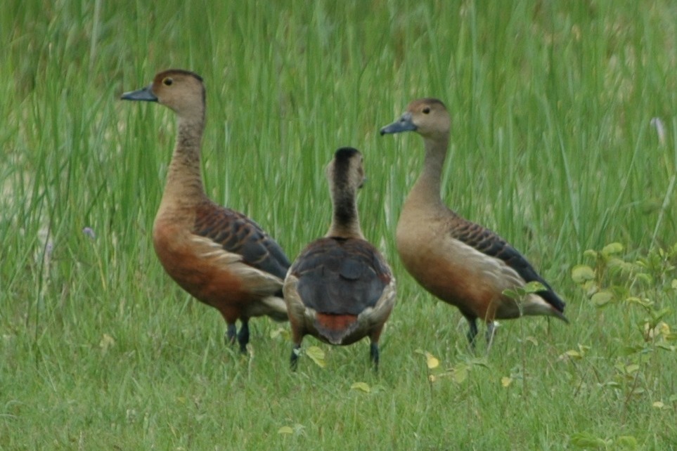 Lesser Whistling-Duck - Cathy Pasterczyk