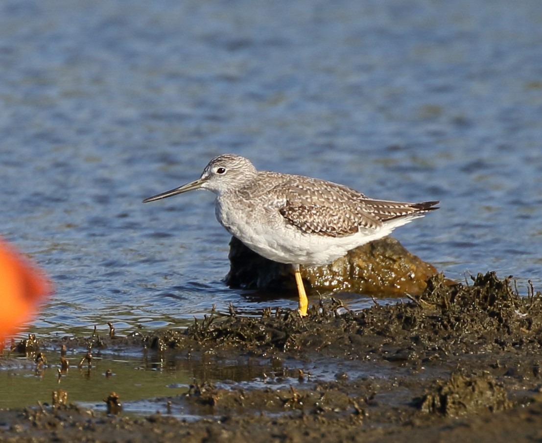 Greater Yellowlegs - ML134562621