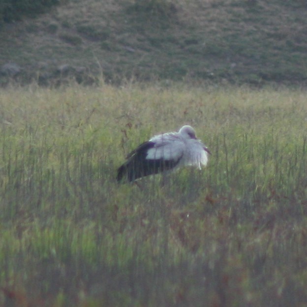 White Stork - Daniel Abbott