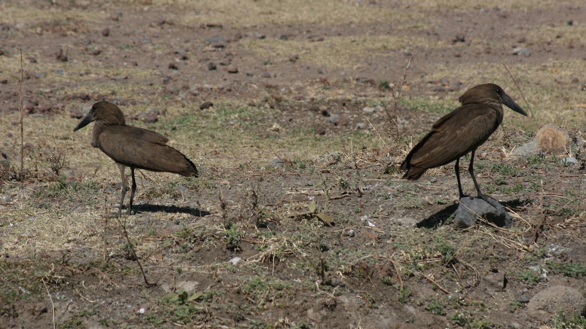 Hamerkop - ML134562721