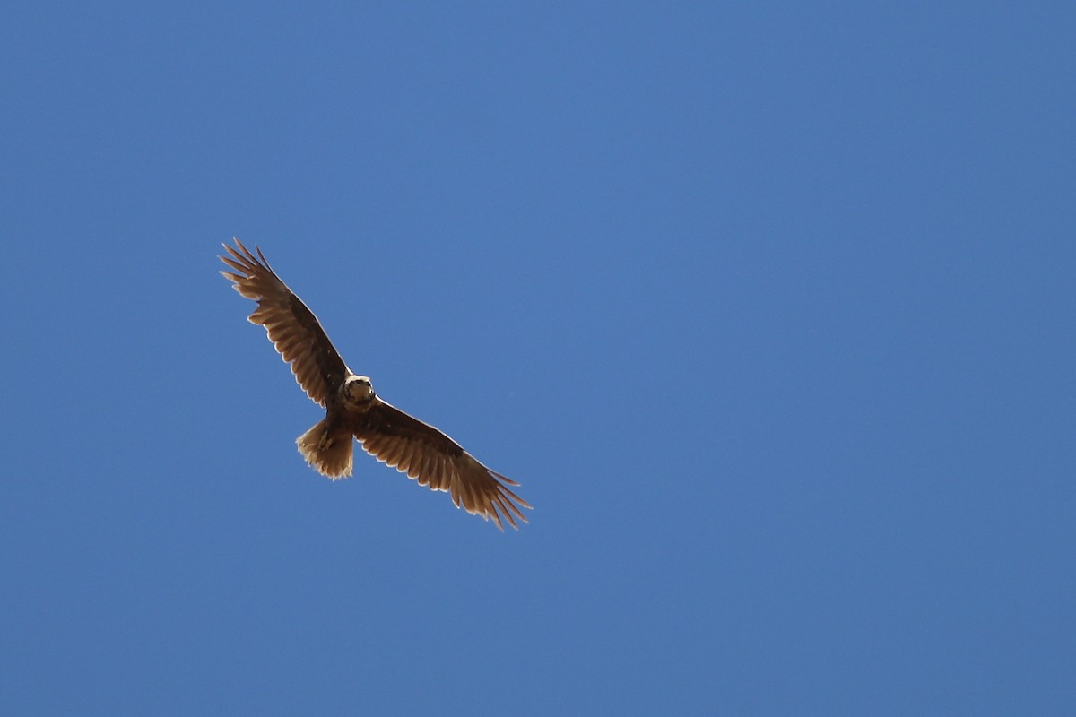 Western Marsh Harrier - ML134562821