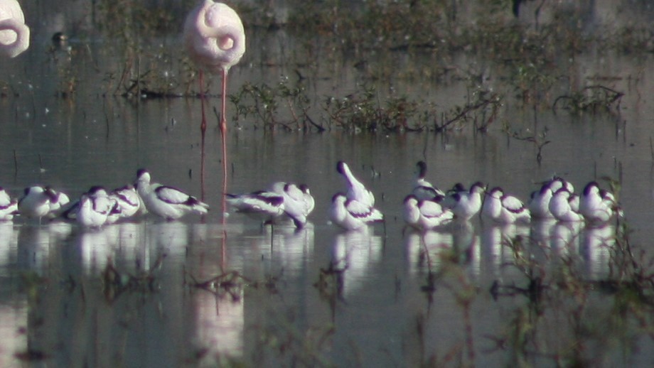 Pied Avocet - ML134562831